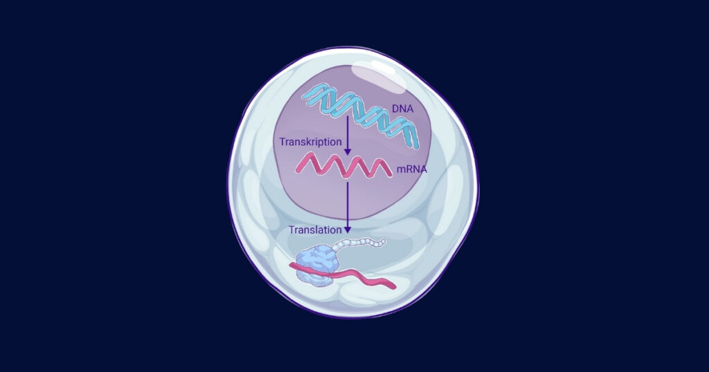 Proteinsyntesen Hypocampus blogg