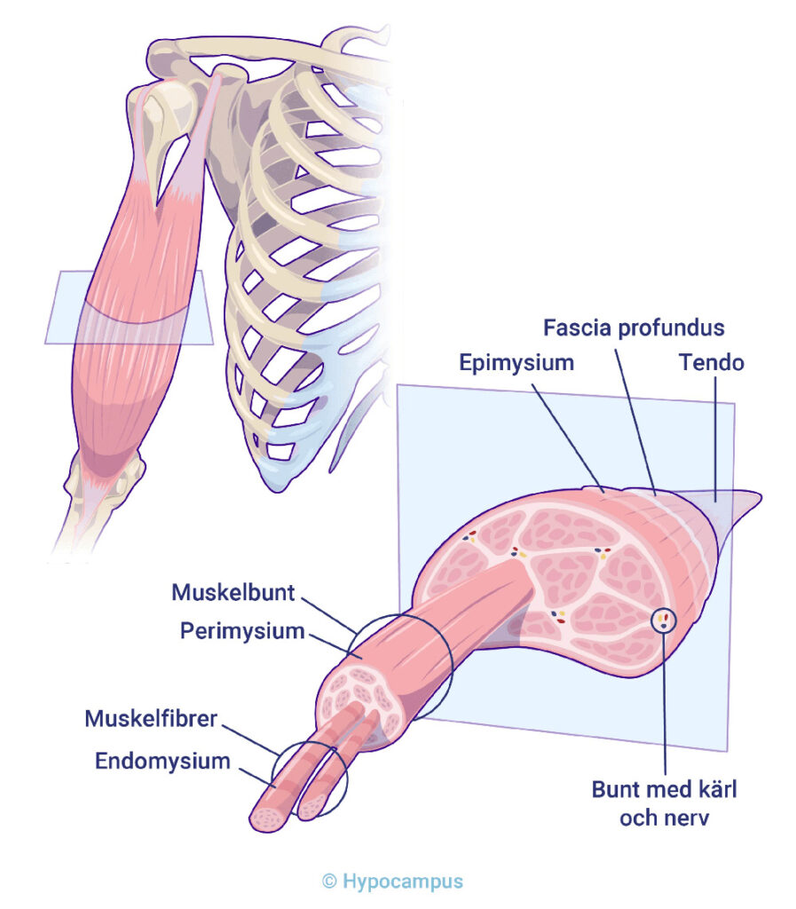 Skelettmuskulatur illustration