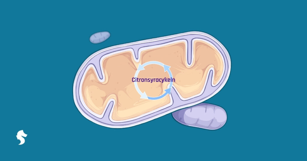 Citronsyracykeln Hypocampus blogg