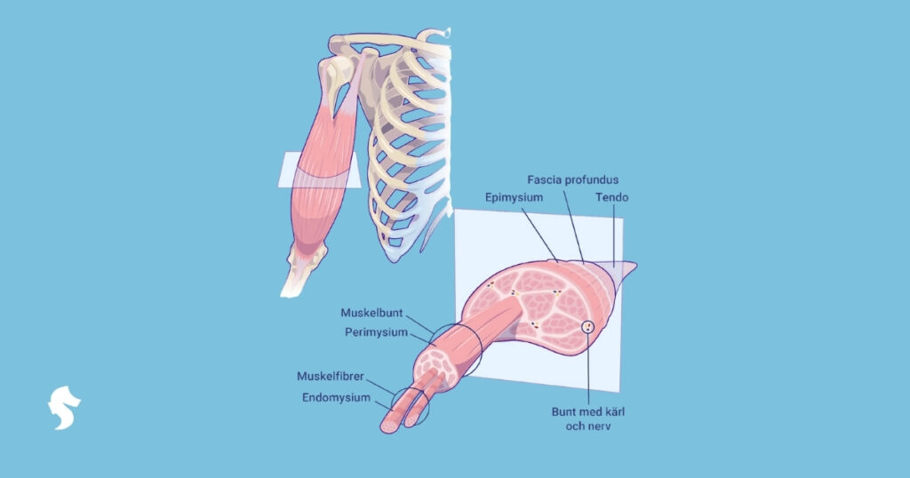 Muskulatur Hypocampus blogg