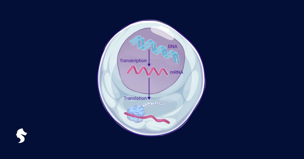 Proteinsyntesen Hypocampus blogg
